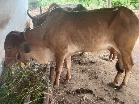 ગાય વેચવાની છે