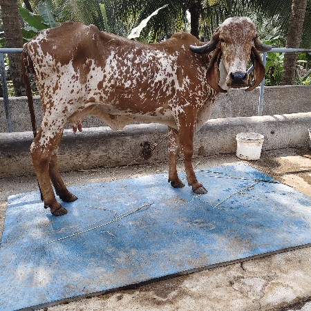 gir kabri 2 vetar  5 mahina gabhan