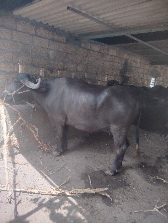 ખડેલીવેશવાનીશે