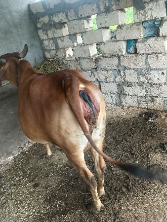 ગાય વેચવાની છે
