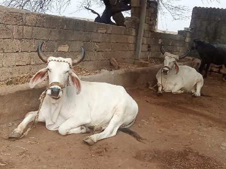 ગોઢલા વેચવાના છે