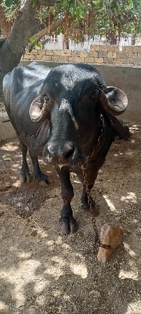 ભેંસ વેસવા ની છે