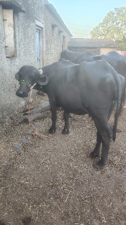 ભેંસ વેચવાની છે