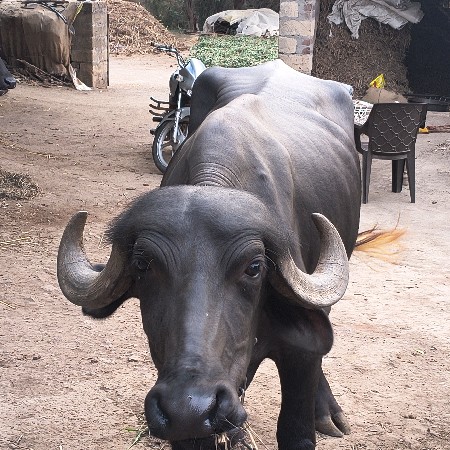 ભેસ વેચવાની છે