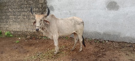 Sulochna ka station Taluka