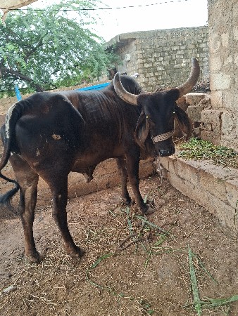ગાય વેચવાની છે