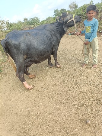 ભેંસ વેચવાની છે