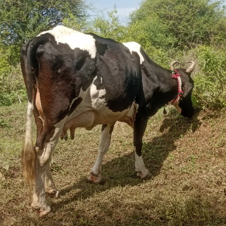 ગીર કૌચ