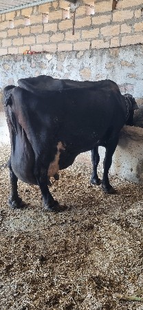 ગીર ક્રોસ ગાય વેસવાની છે