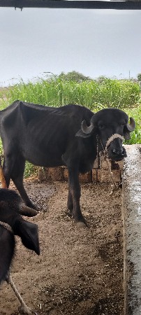 પાડીયુ