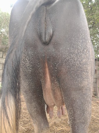 biju vetar viyase
