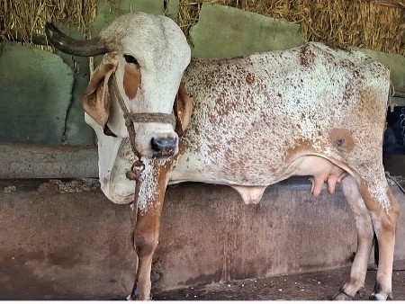 5 દિવસ કાશી