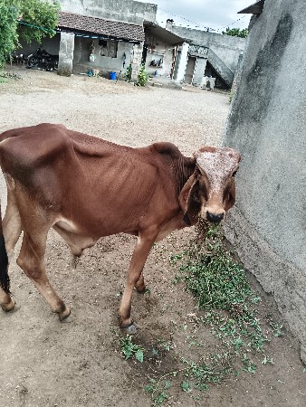 ગીર વાછડો ધણ ખૂટ માટે.