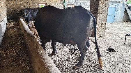 bhaya.r..gam.mekhadi