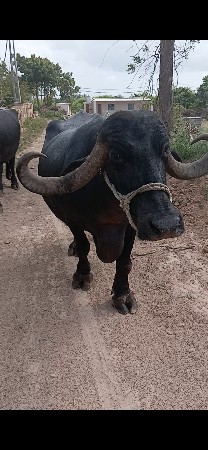 ભેંસ વેચવાની છે