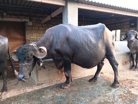 ભેંસ વેચવાની છે.