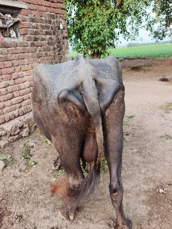 ભેસ વેચવાની છે. 3 વેતર ની છે