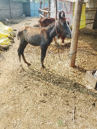 વછેરો વેશવાનો છે