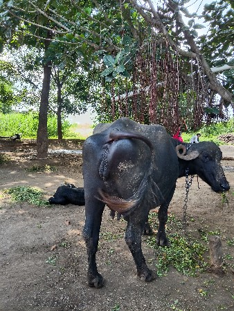 ભેંસ વેચવાની છે.