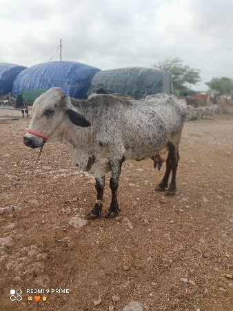 ગાય વેસવાની સે 5 લીટર દૂધ