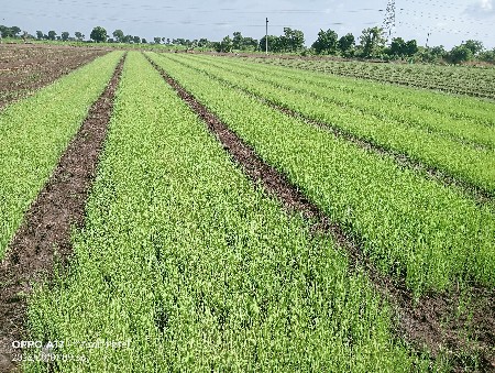 પંચ ગંગા ડુંગળી રોપ વેચવાનો છે