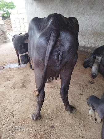 બૈ    ભૈશ વેચવાની છે