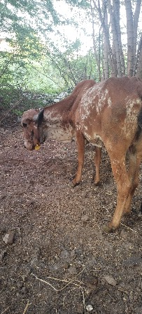કાબરી