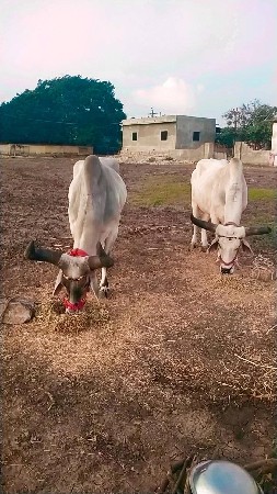 બળદ વેચવાના છે ભાઈ ટોટલ જવાબદારીથી