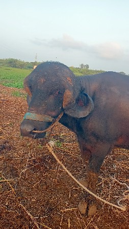 જાફરો પાડો વેસ્વા નો છે