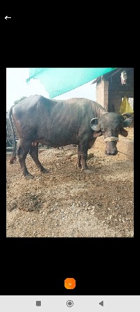 ભેંસ વેચવાની છે