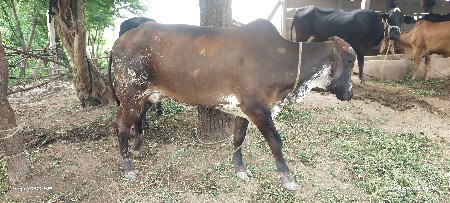 ગીર ક્રશો જરશી hf