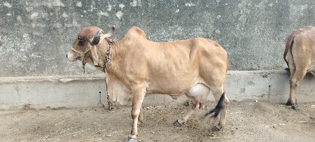 ગાય