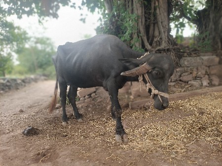 ભેંશ વેચવા ની છે