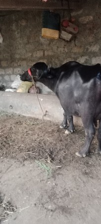 ભેશવેશવાનીભતીજુવેતરવિયાણીદુધ