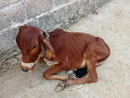 ગાય વેચવાની છે