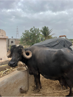 ભેંસ વેચવાની છે