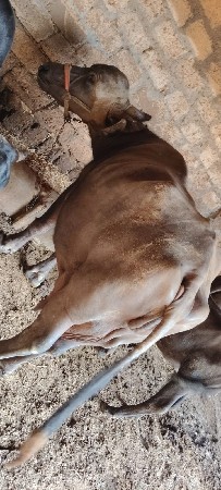 આ ભેંસ વેચવાની છે