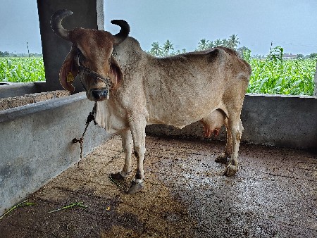 ગાય વેસવાની છે