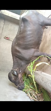 ભેસ બીજા વેતર ની 9 લીટર દૂધ