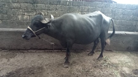 વેસવી