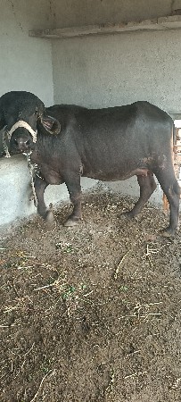 3 ભેસુ વેચવાની છે બધી 10 12 વાર
