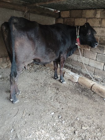 આ ત્રણ ગાયુ વેચવાની છે