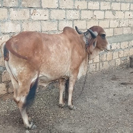 2 વેતર