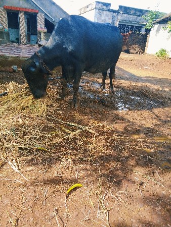 ભેંસ વેચવાની છે