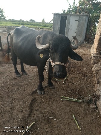 bhesh vechvani che