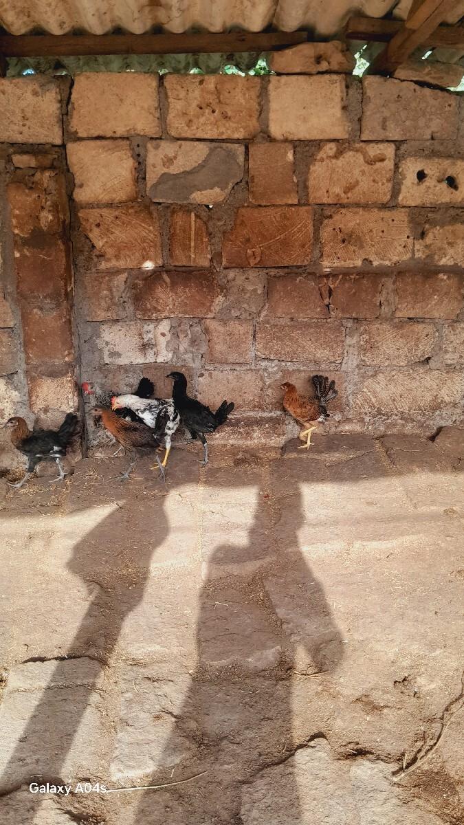 દેસી કૂકડા વેચવાના છે