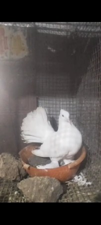 કબુતર દેવાના છે