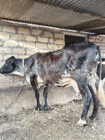 ગીર ક્રોસ ગાય વેચવાની છે.