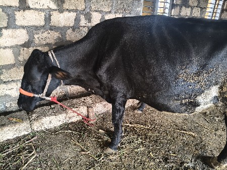 બંને ગાય દેવાની છે.