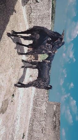 બકરી અને બકરો